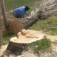 خریدو فروش چوب به قیمت روز