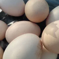 تخم مرغ محلی ارگانیک|خوردنی و آشامیدنی|آق قلا, |دیوار