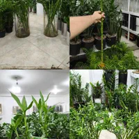 لاکی بامبو جوانه چینی اصل|گل و گیاه طبیعی|بندرعباس, |دیوار