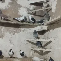 کبوتر|پرنده|الوند, |دیوار