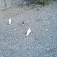 4عدد کبوتر هشتبندی