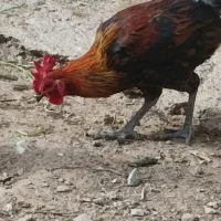 خروس