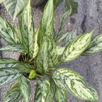 استخدام همکار فروشنده بساط گل