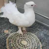 کبوترچتری|پرنده|قم, انصار‌الحسین|دیوار