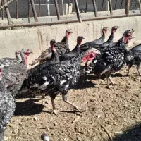 بوقلمون فروشی