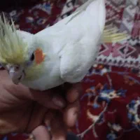 شهرک|پرنده|شادگان, |دیوار