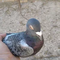 کبوتر|پرنده|مشهد, باغ فراگرد|دیوار