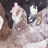 تخم نطفه دار|حیوانات مزرعه|محمدشهر, شهرک پیام (مهرالبرز)|دیوار