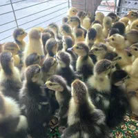 جوجه اردک اسرائیلی / روسی / اردک خارجی|حیوانات مزرعه|لاهیجان, بوجایه|دیوار