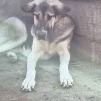 سگپژدر|سگ|سرپل ذهاب, |دیوار