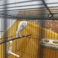 قناری نر جیبر پرنده قفسی  جیبوس زینتی رسمی