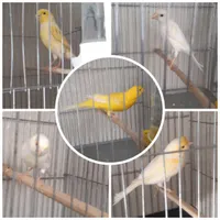 قناری نرو ماده و جوجه|پرنده|رباط‌کریم, |دیوار