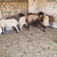 گوسفند  میش آبستن بز شیشک بره قوچ چپش بزغاله|حیوانات مزرعه|قم, شهر قائم|دیوار