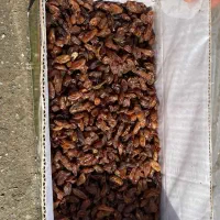 کشمش خلیل آباد