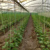 فروش گلخانه و باغ بزرگ|فروش دفتر صنعتی، کشاورزی، تجاری|گرمسار, |دیوار