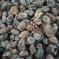 کشمش اعلا درجه یک