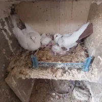 سینه سیاه و دمبی