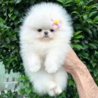 مرکز سگ پامر خرسی.پامرانین عروسکی اصیل|سگ|شیراز, زند|دیوار