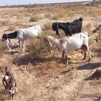 بز گلابی در فیض اباد محولات|حیوانات مزرعه|مه ولات, |دیوار