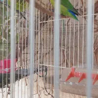 طوطی برزیلی