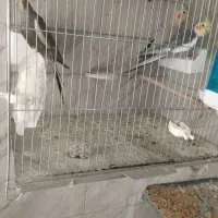 عروس هلندی توسی|پرنده|سلماس, |دیوار