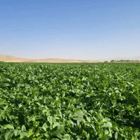 بذر سیب سانته۴۰۲|خدمات باغبانی و درختکاری|فریدونشهر, |دیوار