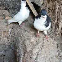 پرنده|پرنده|نیشابور, فضل|دیوار