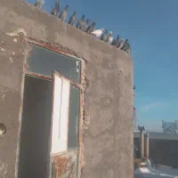 ۲۳ تا ۷تا نر بقیه ماده همه جنگنده پرشی فروشی|پرنده|مشهد, بالا خیابان|دیوار