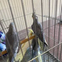 عروس هلندی دستی