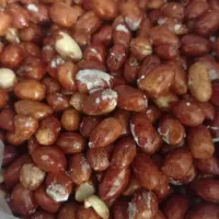 بادم خاکی