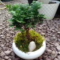 بنسای نانا و کونیکا|گل و گیاه طبیعی|بندر انزلی, کوی آزادگان|دیوار