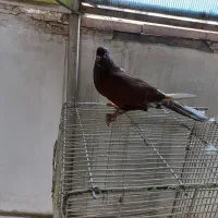کفتر|پرنده|تهران, زهتابی|دیوار