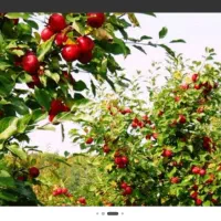 سیب قرمز و زرد