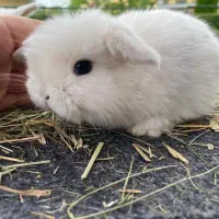 خرگوش مینیاتوری لوپ