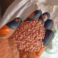 گندم تمیز سم زده وبوجاری شده