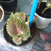 گل پتوس|گل و گیاه طبیعی|بیرجند, |دیوار