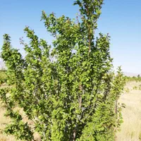 باغشهر-فدک-جنب-فرودگاه-زنجان