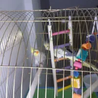 عروس هلندی جفت(نر و ماده)