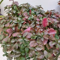 گلهای سرحال و شاداب|گل و گیاه طبیعی|بناب, |دیوار