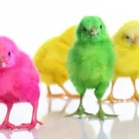 فروش جوجه رنگی