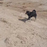 سگ سرابی گله دار