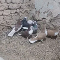 کبوتر رنگی دم سفید و خوش رنگ|پرنده|ابهر, |دیوار