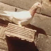 کبوتر پلاکی روزگاری|پرنده|لردگان, |دیوار