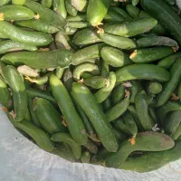خیار تازه