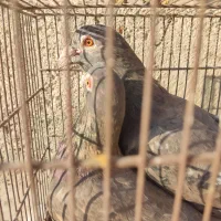 جفت پلاکی سرور شکلاتی و ماده لویی با یک موقلوف|پرنده|کازرون, |دیوار