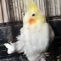 جوجه عروس هلندی|پرنده|شیراز, سهل‌آباد|دیوار