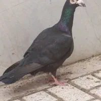 زاغ کاریر نر