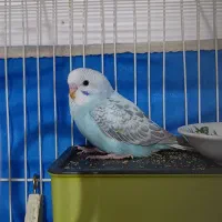 فروش عروس هلندی|پرنده|مهاجران, |دیوار