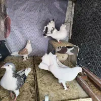 کفتر|پرنده|تربت‌حیدریه, بالا ولایت|دیوار