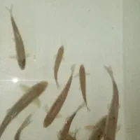 ماهی زنده قنات|ماهی|کرمان, |دیوار